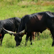 African cattle on Nyaru farm